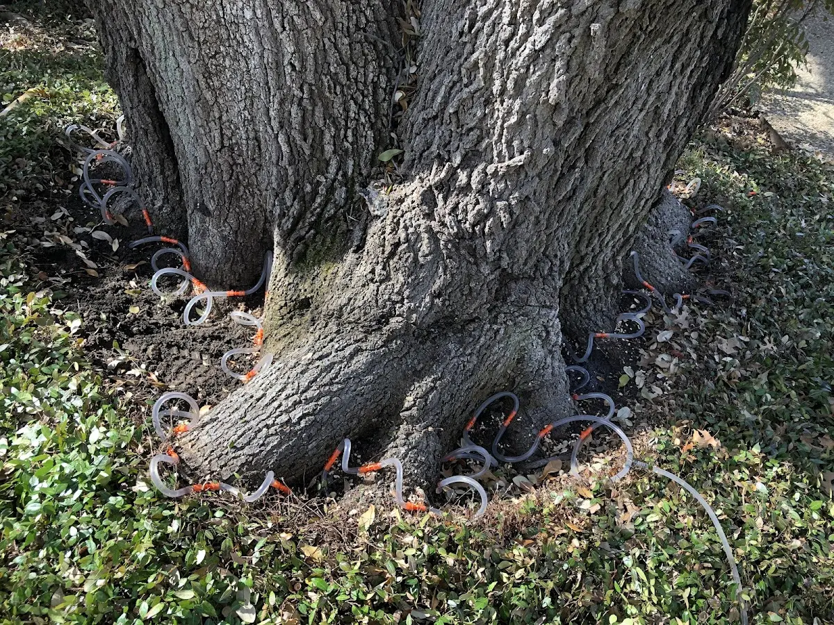 Detailed Tree Cabling and Bracing job site in Kanorado