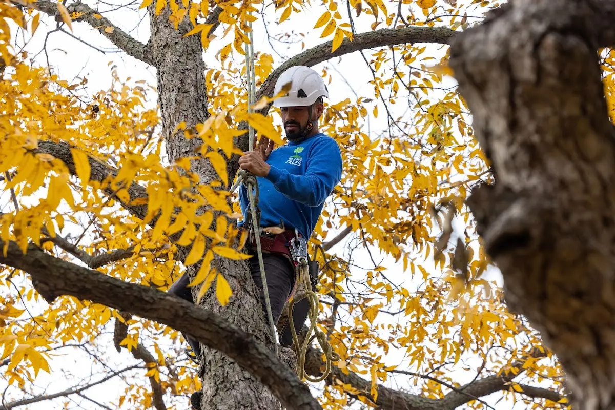 Skilled Tree Planing crew working in Kanorado